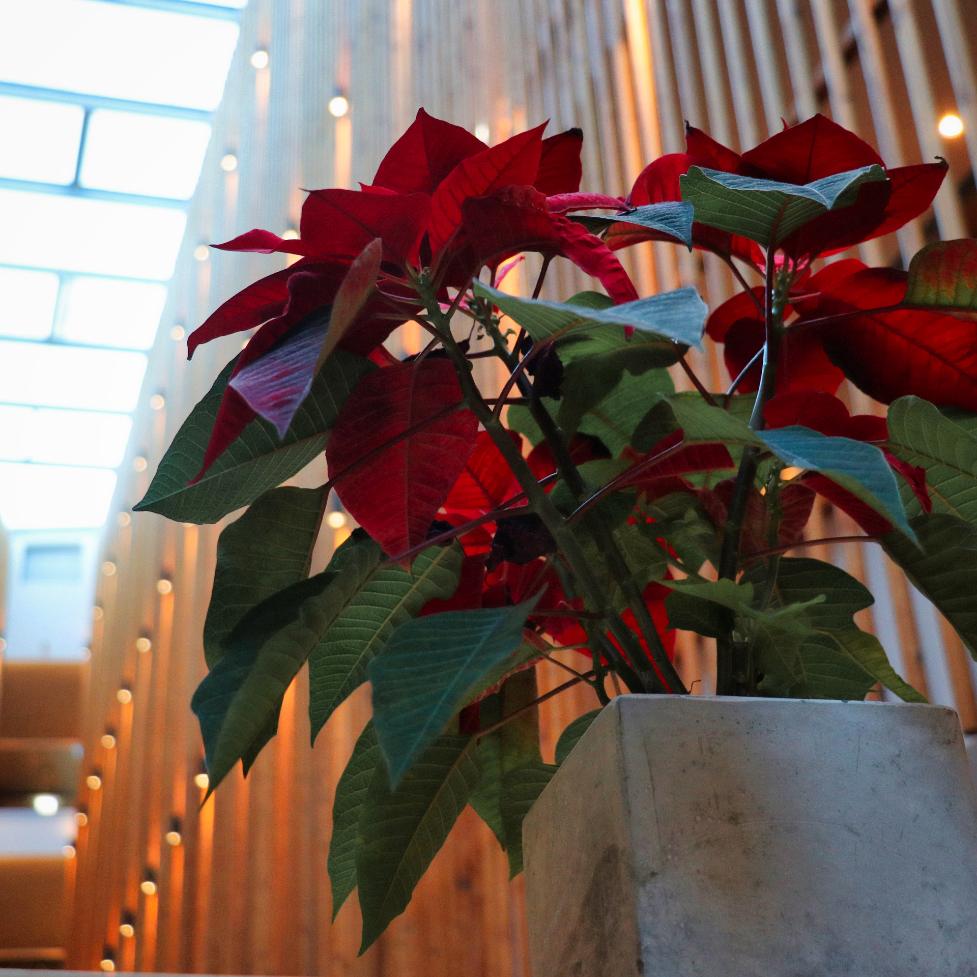 261216_falkensteiner_square_04